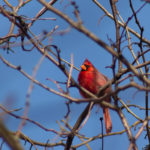 Redbird + blue sky = a cardinal combination