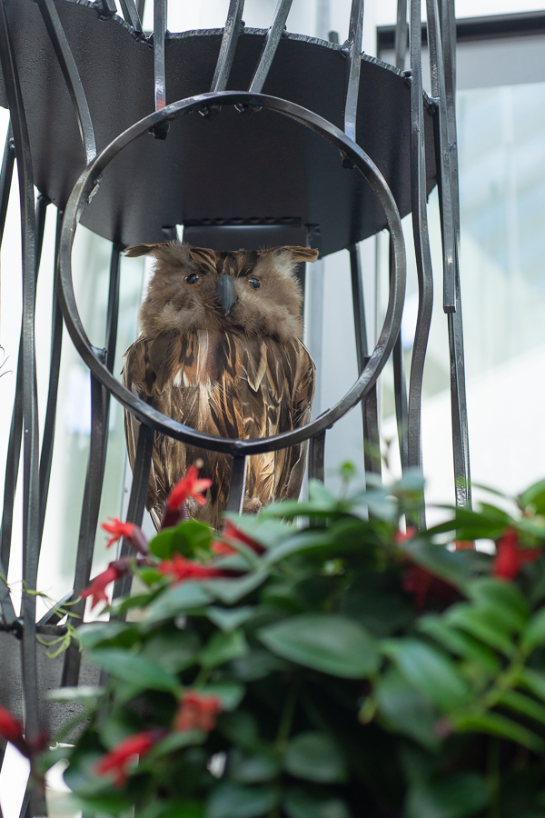 An owl oversees the indoor sanctuary. 