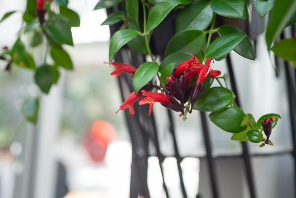 Red flora mimics the dangling décor of the lobby mobile. 