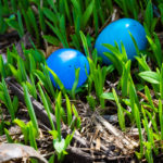 The grass is always greener ... when contrasted with bright, blue eggs.