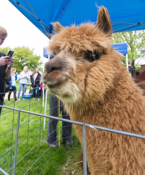 A face to ease the Finals Week frenzy