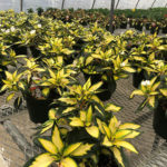 New Guinea impatiens add a welcome splash of yellow sunshine to the proceedings.