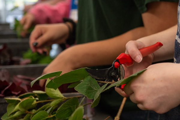 Hands-on in horticulture! A student works with Korean spice viburnum leaves.
