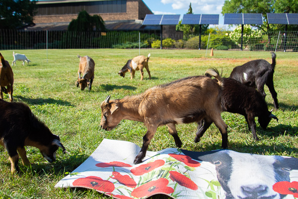 Goats get limbered up and comfortable on the lawn of the Thompson Professional Development Center.