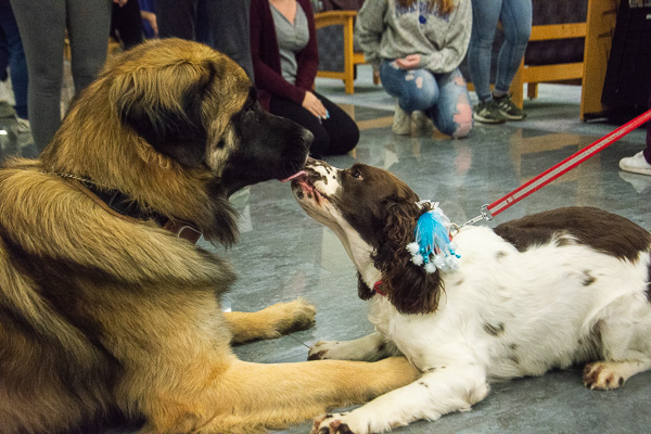 Therapy dogs share a mistletoe moment, between their human interactions.