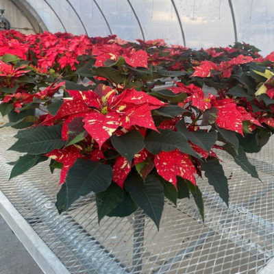 Variegated plants are among the ESC greenhouse inventory.