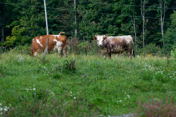 A class visit includes a walk to a pasture, where dairy cattle eat a mix of plants.