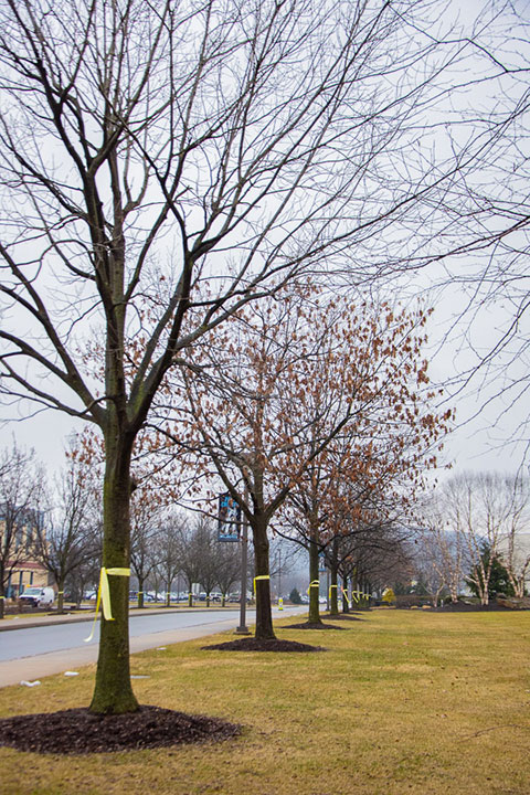 Yellow ribbons adorn trees along College Avenue ...