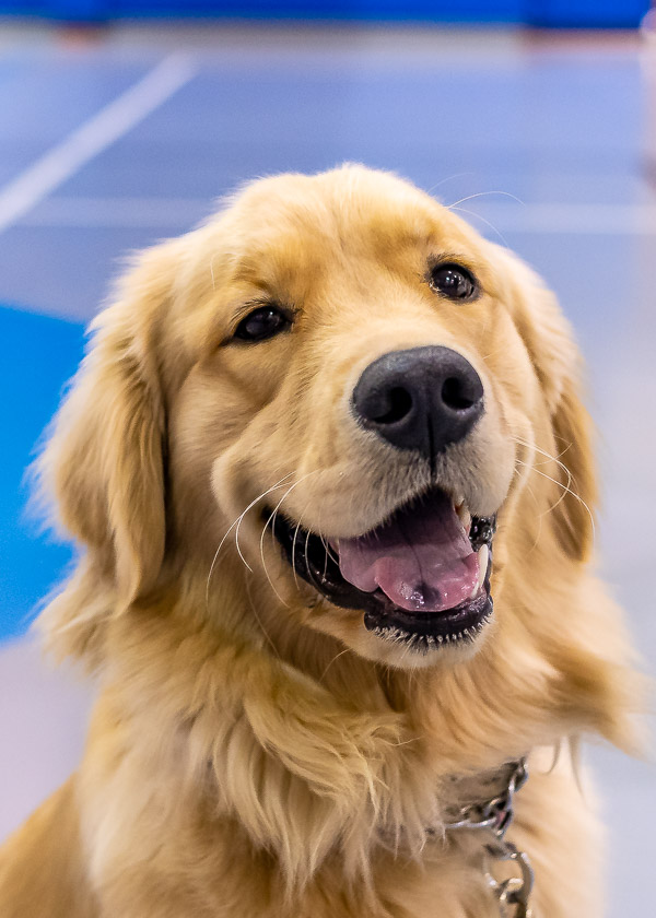 The event's warm intent is embodied in the welcoming temperament of Winnie, a golden retriever owned by Drew R. Potts, assistant professor of civil engineering technology.