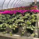 ... and well-nurtured potted plants await students' return to the greenhouse.