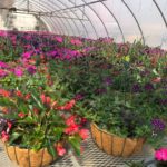 Healthy hanging baskets ...