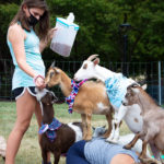 Keeping their focus through food, goats pile on at snack time.
