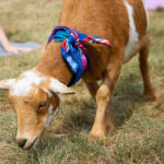 Sporting a stylish bandanna, a guest works the room.