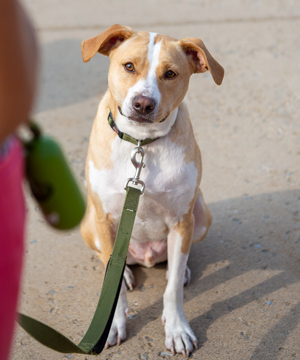 Wait. What? This isn’t ‘Hot Dog, You’re Here!’?? The ever-adorable and always-popular Dexter joins the Multicultural Lawn Party fun. (Dexter’s best bud is Residence Life's Cathy E. Gamez, coordinator of Dauphin Hall.) 