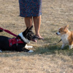 San (left), a purebred Pembroke Welsh corgi, gets a closer look at Buxton, a Chihuahua/Pomeranian belonging to Dining Services' Susan M. Phillips ...
