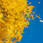Leaves make their way groundward, honoring the calendar's cyclical inevitability.