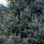 Festively festooned, the spruce offers its silent salute.