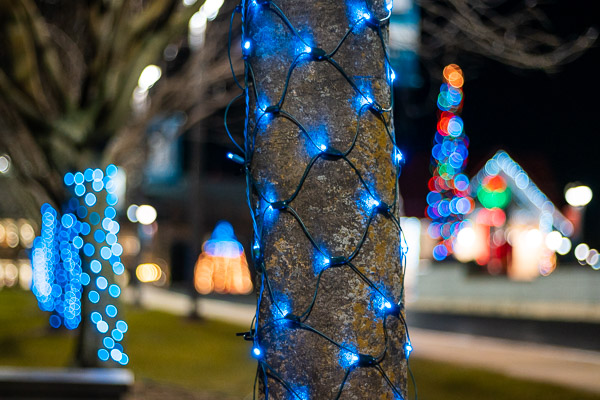 Trees adorned with blue netting attractively light the way.
