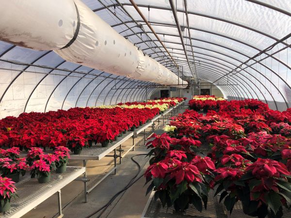 Stunning poinsettia plants, tended by horticulture majors and faculty, fill an ESC greenhouse ...