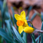 Daffodils, whether blossoming or budding ... 