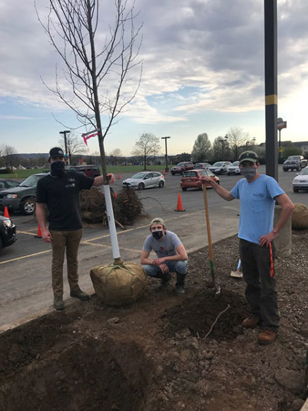 Learning while beautifying, students aid General Services in the replacement of dead and dying trees on the south side of main campus. From left are Jesse D. Polys, an individual studies student from Cogan Station; and forest technology majors Kenny P. Britcher III, of Middletown, and Mason E. Bock, of Morrisdale.