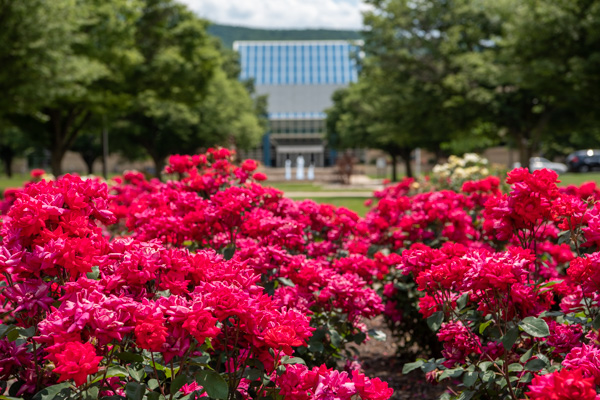 Ravishing roses are aplenty on the campus mall.