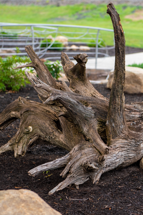 Uprooted driftwood is attractively repurposed at the site.