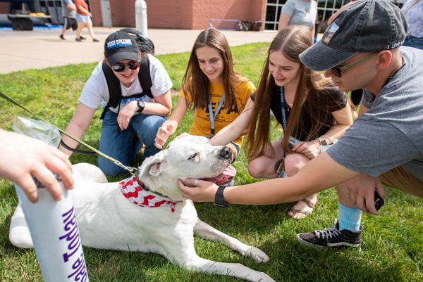 Boscoe, a 10-year-old Dogo Argentino, laps up all the attention during a visit by the Alliance of Therapy Dogs …