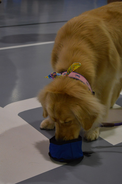 ... and got a canine seal of approval from Winnie, a golden retriever owned by Drew R. Potts, assistant professor of civil engineering technology.