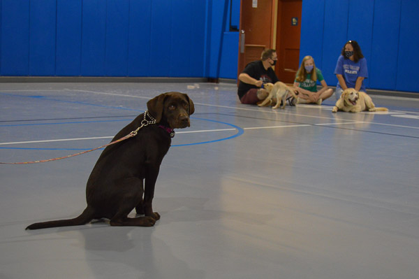 Daisy, Timothy O. Rissel's Labrador retriever, seemingly awaits the green light to mingle. Rissel, executive director of General Services, was among the employees who brought their dogs to campus to ease new students' separation from their own pets.