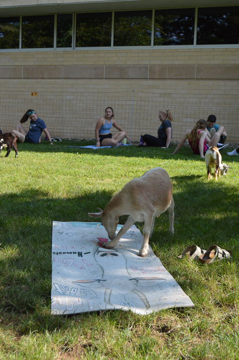 Lemme get this straight: It's a goat on a goat-themed yoga mat during 