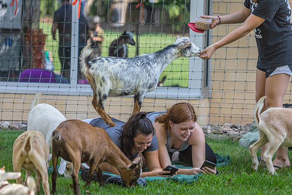 Fun fact: Goat Yoga generates nearly as many selfies as it does smiles ...