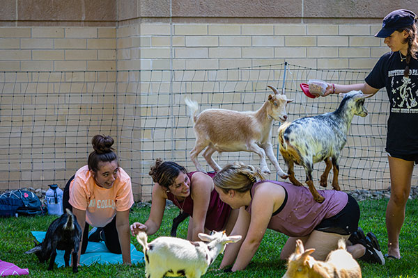 Whatever the pose is supposed to be – cat, cow or dog – let's just call this one 