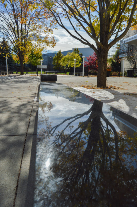 Trees outside the SASC, slow to surrender their lingering leaves, are reflected in a bench.