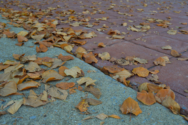 Gathered at the CC entrance, leaves await a wintry breeze to send them scampering.