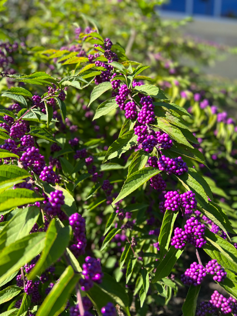 A favorite of birds and deer, and an occasional occupant of wine bottles and jelly jars, the American beautyberry shows off its perennial purpleness outside the Breuder Advanced Technology & Health Sciences Center.