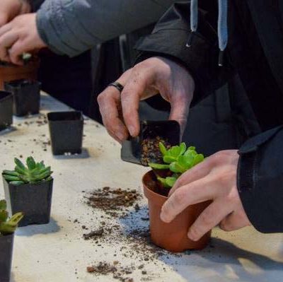 Students' busy hands pot succulents, a low-maintenance takeaway from a highly rewarding exchange.