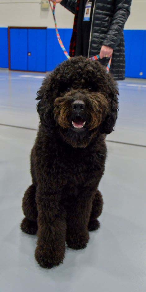 Also making a well-behaved campus debut is Obi, Sumer A. Beatty's black goldendoodle. Beatty is PRM's marketing communications manager.