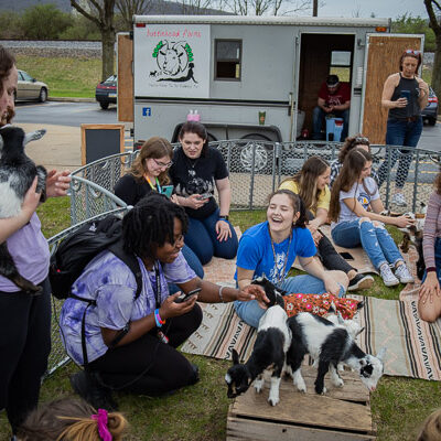 Students revel in the goats' return to campus ...