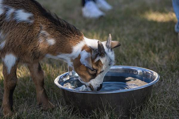 As temperatures approach 90 across the Penn College animal kingdom, hydration is key.