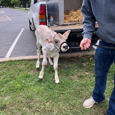 A calf makes a grand, if initially reluctant, entrance.