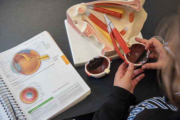 Resources go beyond one-on-one tutoring: A 3D model of the human eye provides a visual aid for Laney E. Heller, of Cogan Station, a 2021 baking & pastry arts grad now pursuing a bachelor’s in applied management.