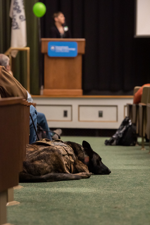 A service dog takes a rest on the auditorium floor.