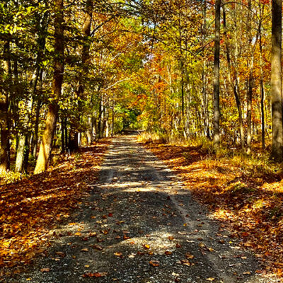Likewise the gravel road near the cellphone tower, where the foliage bursts into "Look at me!" brilliance.