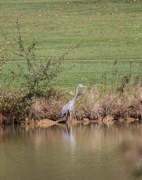 ... and a Great Blue Heron that shares the course.