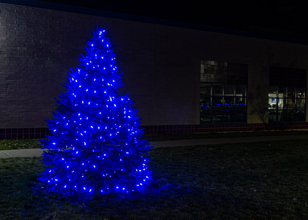 A tree outside the Bush Campus Center offers a beacon of Wildcat blue.
