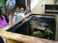 A turtle captivates laboratory visitors from the Children's Learning Center