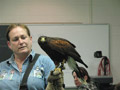 A Harris's Hawk eyes the photographer during Cheri Heimbach's classroom visit