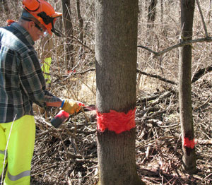 Dustyn W. Gabel, of Fredericksburg, sprays herbicide on the girdled area.