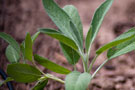 A sage plant shows off its texture in the afternoon sun